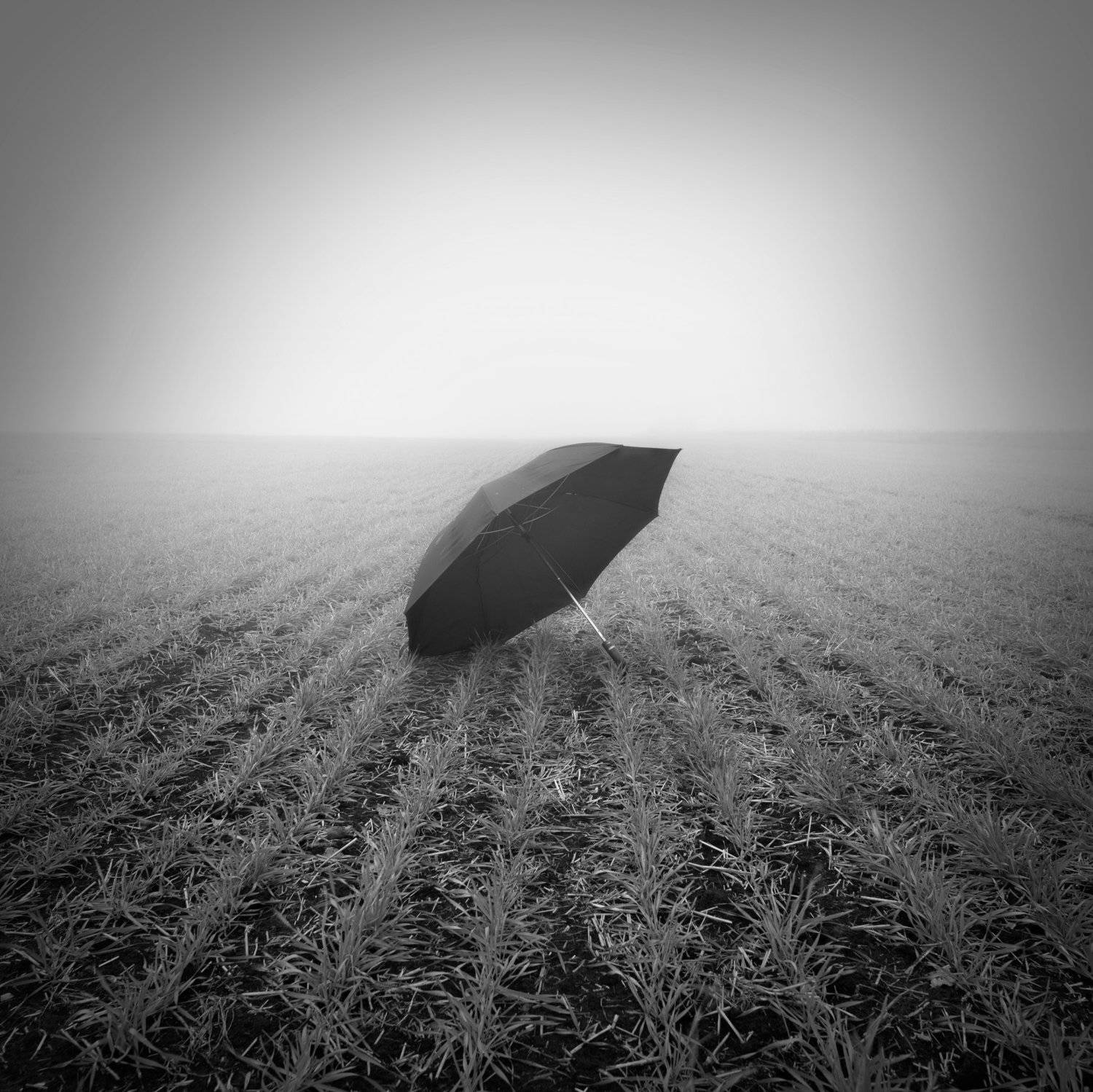 зонт туман поле, Чистаев Александр