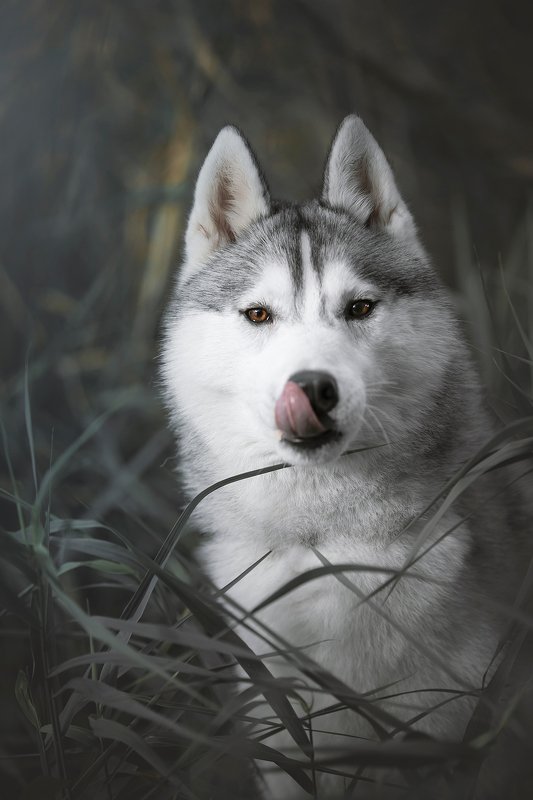 husky, dogs, siberian husky mlem фото превью