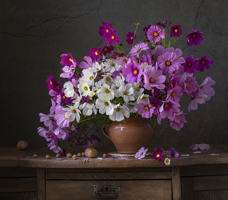 натюрморт с космеями,лето,букет,цветы,художественное фото,искусство.  фото превью