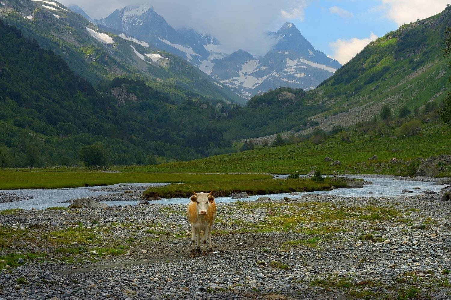 горы кавказ лето марух теленок, Александр Жарников