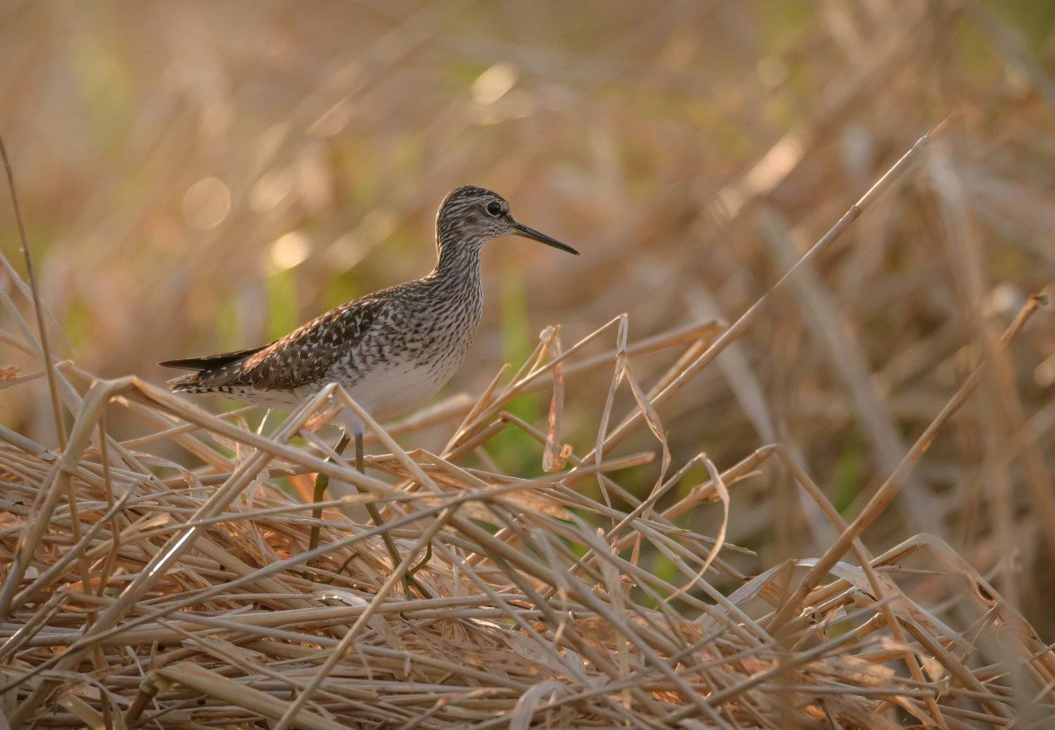 фифи, Полистовский заповекдник, тростник, птица на закате, птица на жёлтом, вечерний свет, Tringa glareola, псковская область, Ксения Соварцева
