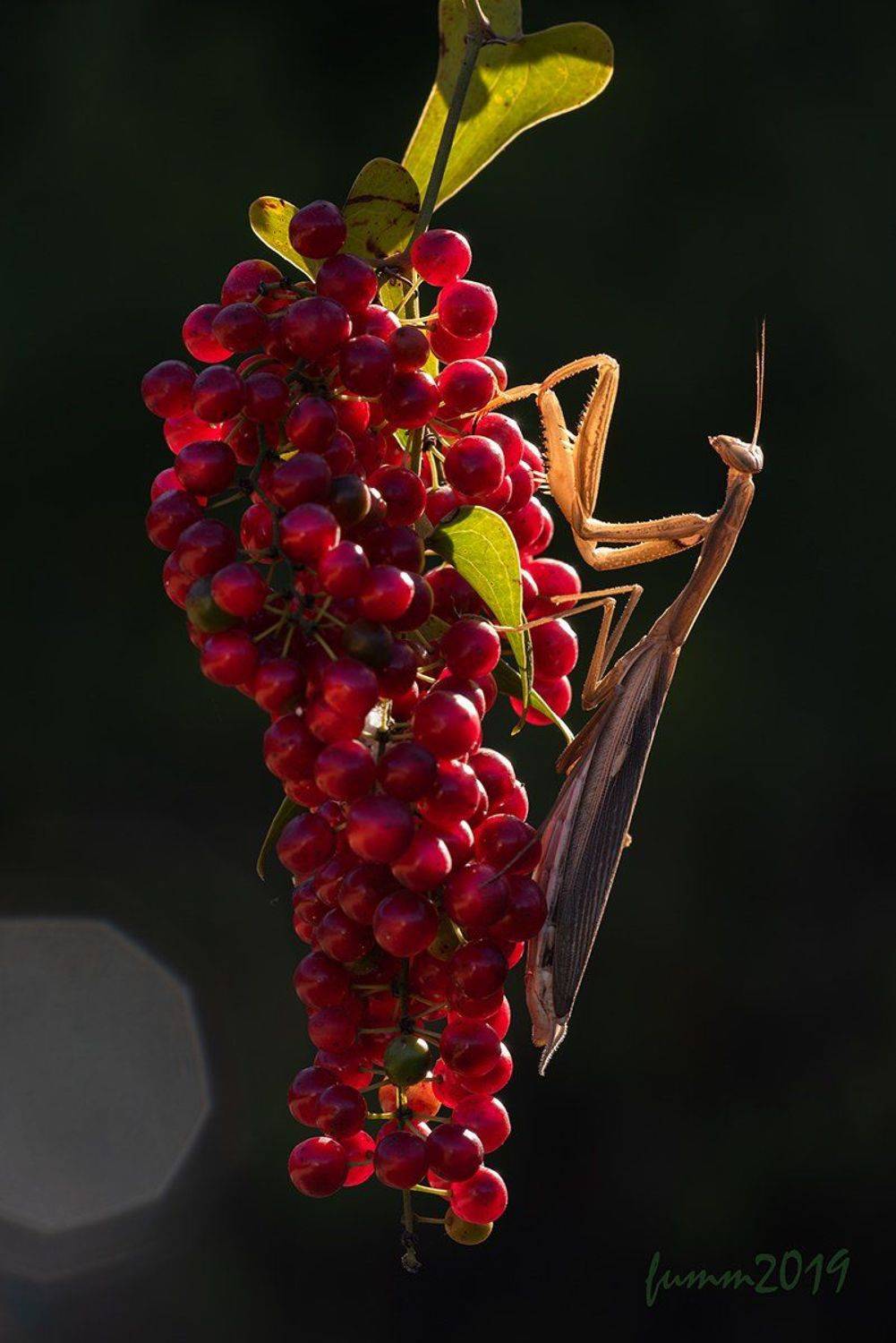 , Игорь ФУММ