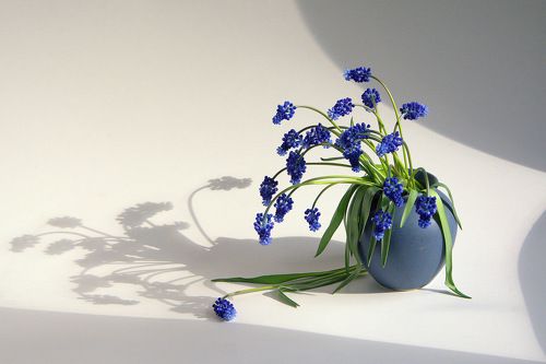 Мускари