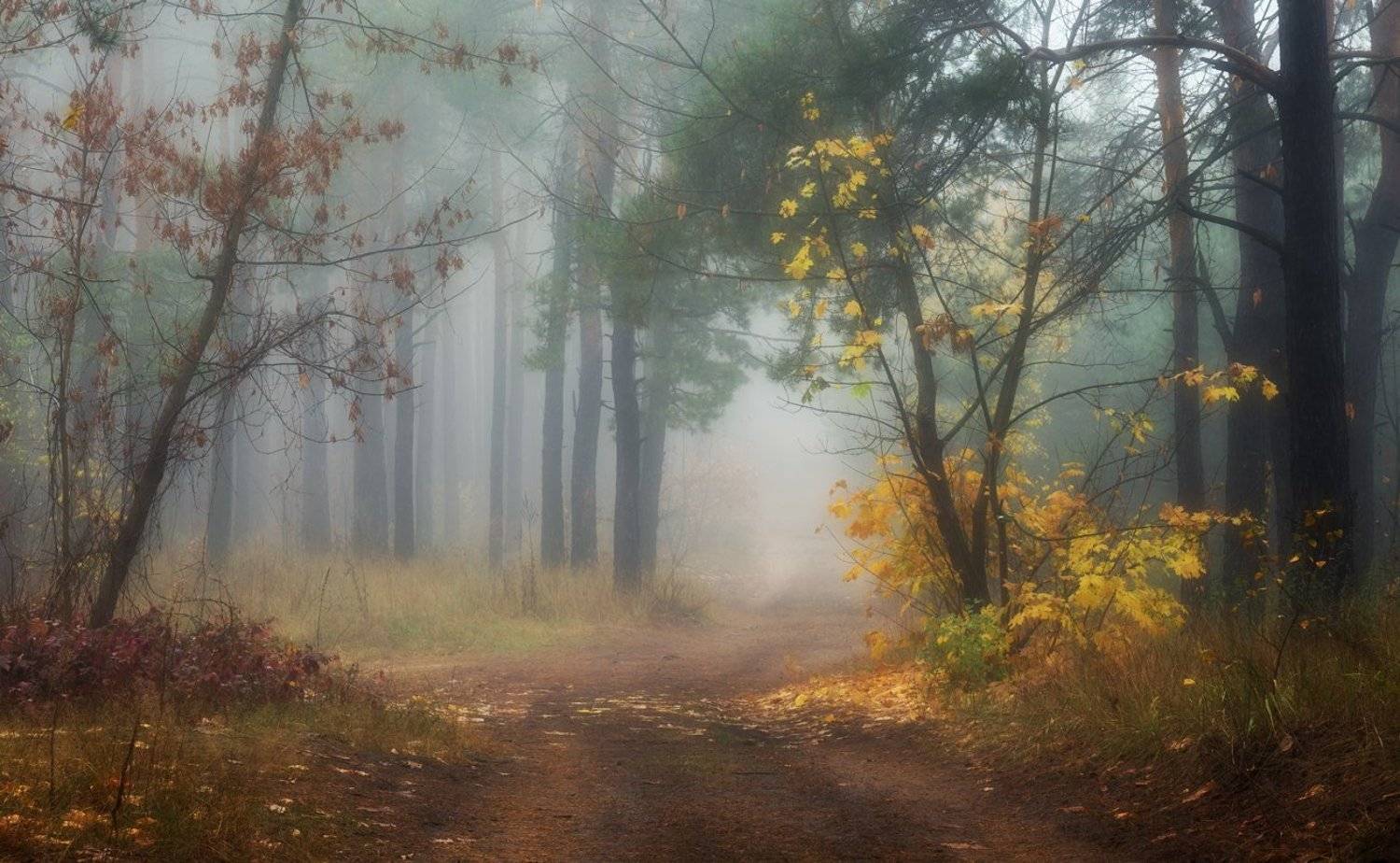 лес, осень, октябрь, , туман, Галанзовская Оксана
