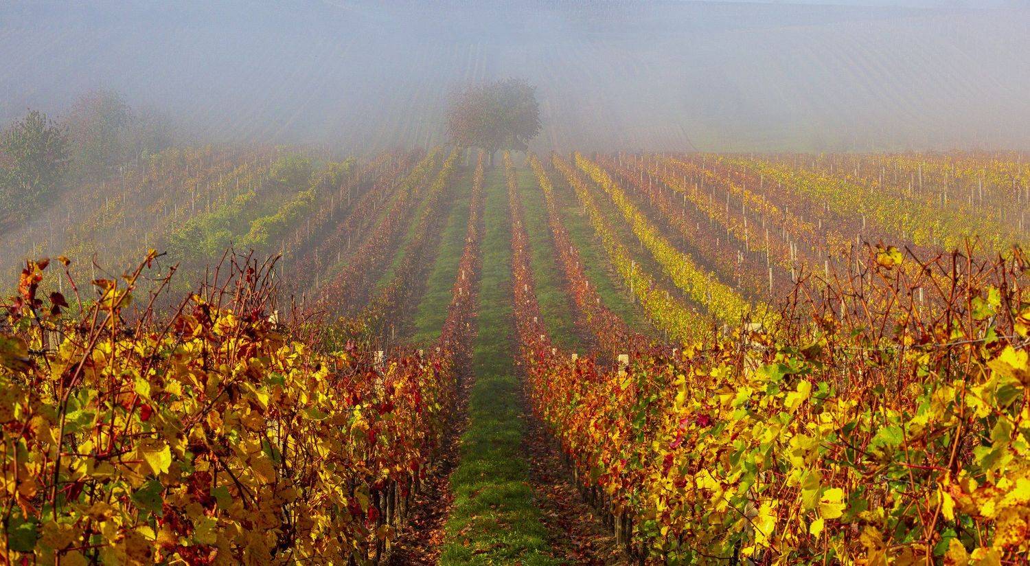 моравия , туман ,дерево , виноградники, Геннадий