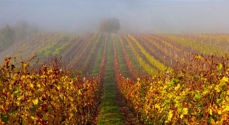 моравия , туман ,дерево , виноградники  фото превью