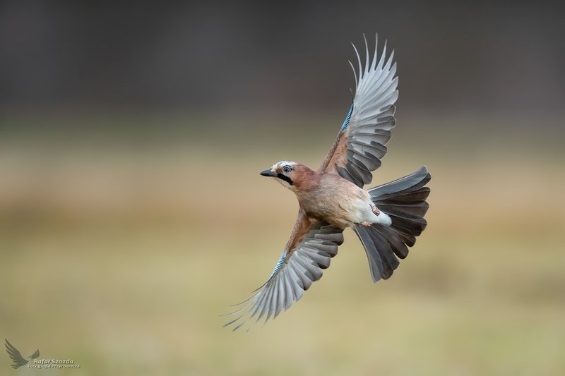 Sójka, Eurasian Jay (Garrulus glandarius) ...2019r фото превью