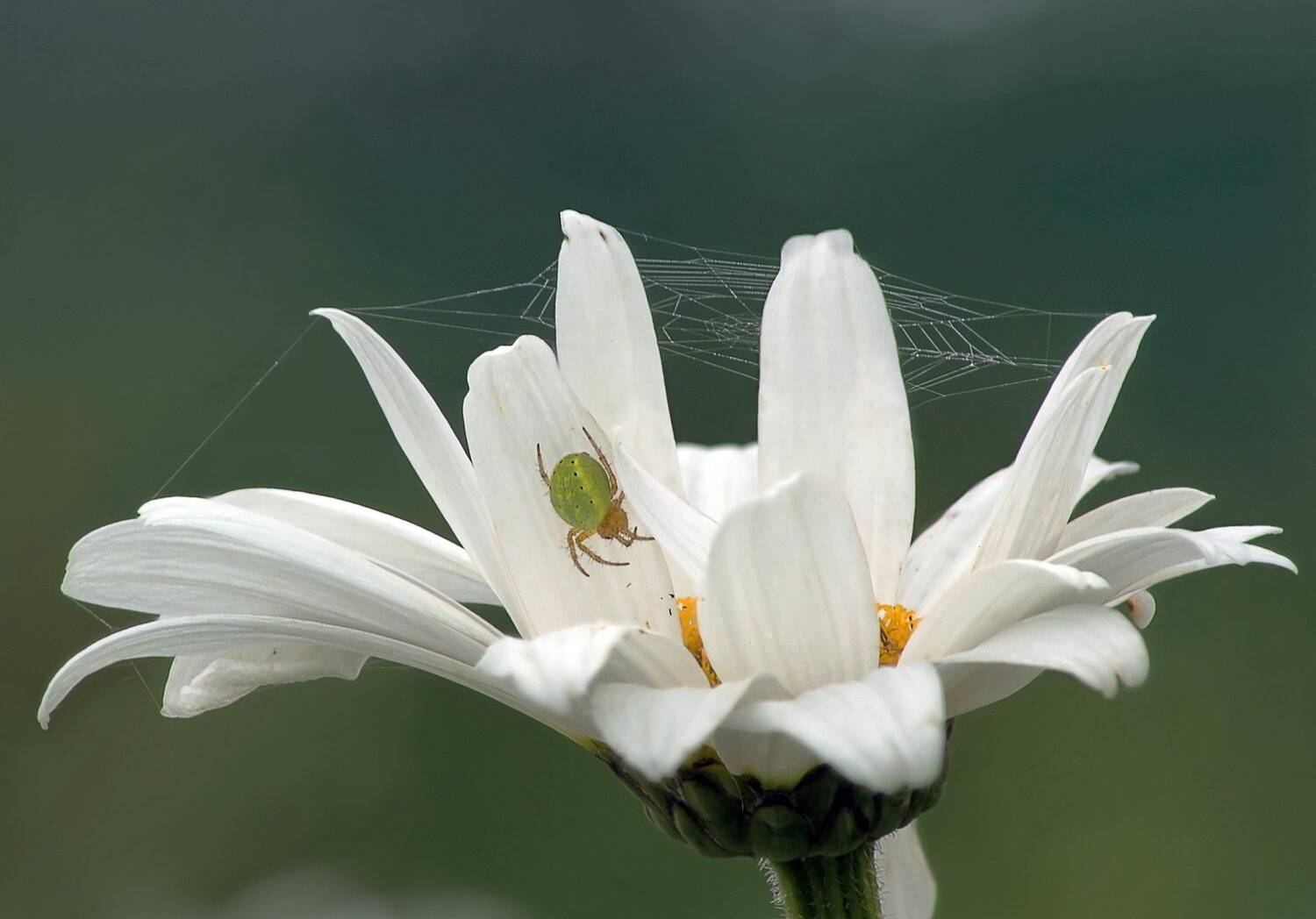 Паук, паутина, Чепленко Алексей
