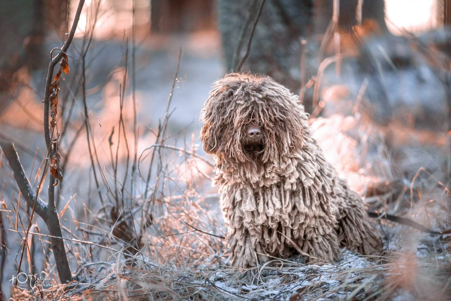 , Наталия Поникарова