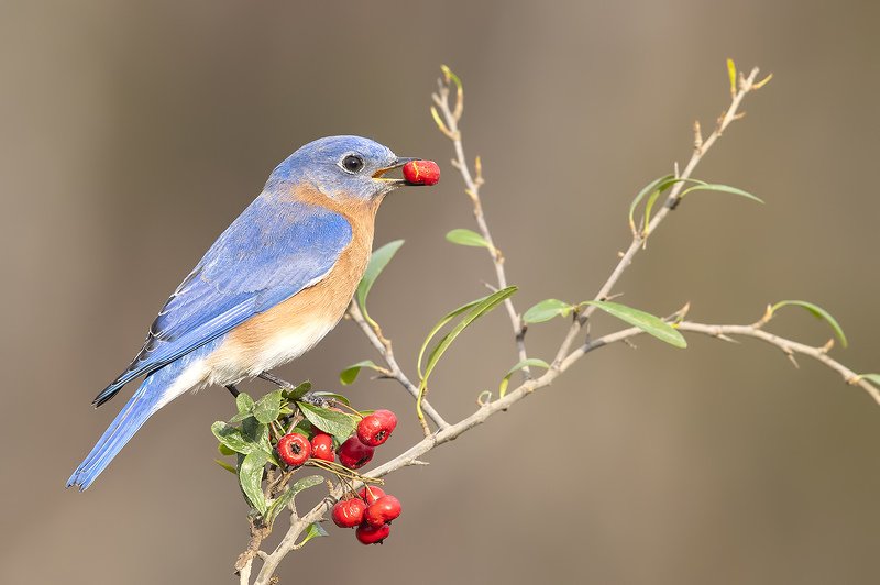 восточная сиалия, eastern bluebird,bluebird Eastern Bluebird male. Восточная сиалия самец. фото превью