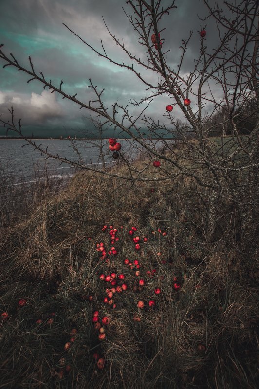 Red appeles фото превью