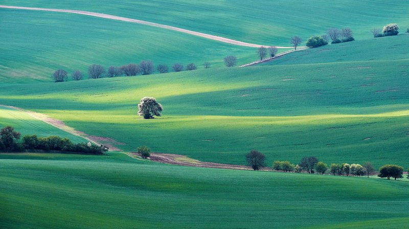 южная моравия, чехия, весна,  south moravia, czech, south moravian Весенний зигзаг фото превью