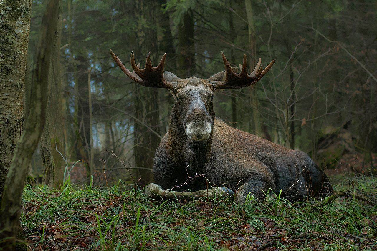 , Валерий Субачев