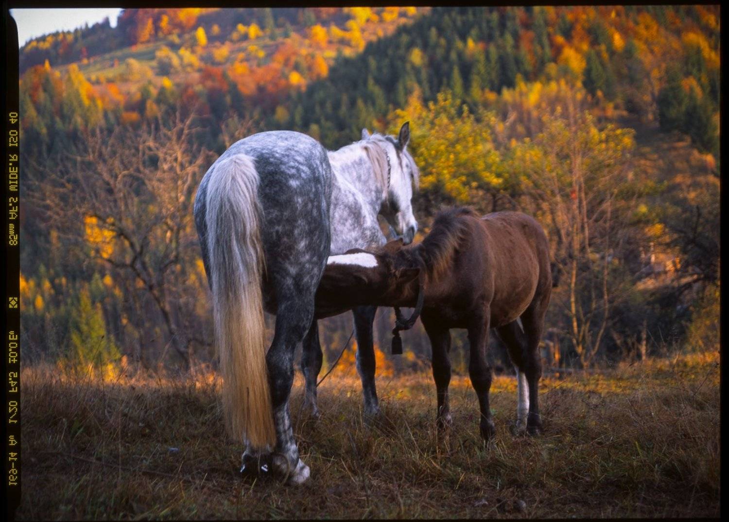 fuji, film , velvia, horse, animal, alpine, autumn, background, beautiful, carpathian mountains, carpathians, cloud, color, colorful, conifer, countryside, deciduous, diagonal, fall, field, foliage, forest, haystack, hill, house, land, landscape, meadow, , Арсений Герасименко
