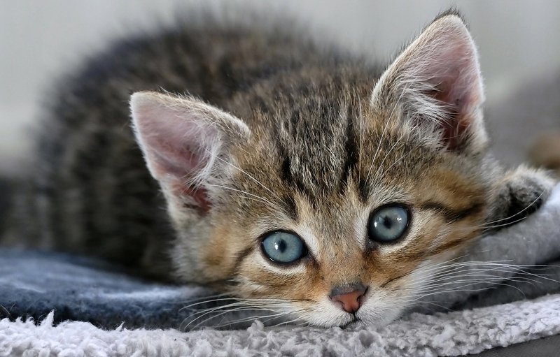 Котёнок фото превью