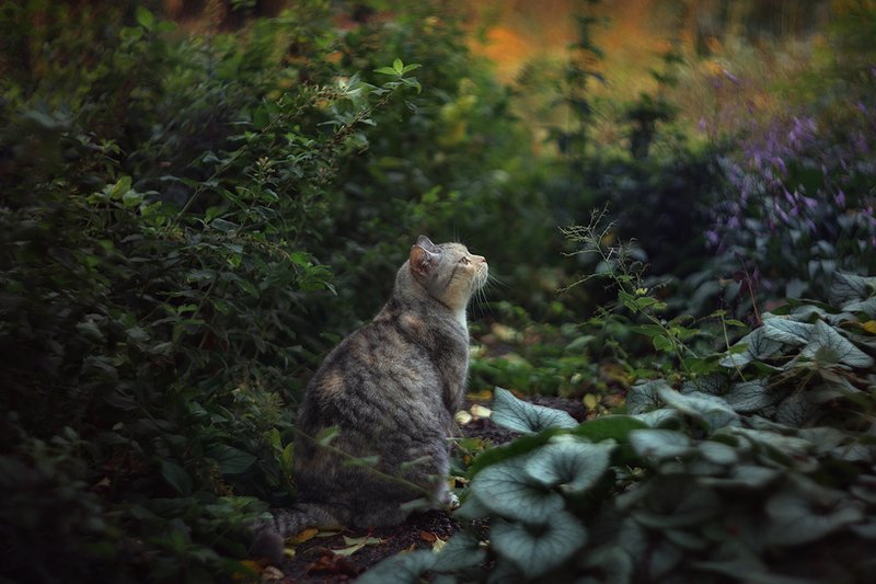 Ботанический сад им. Петра Великого. Октябрь 2019г. фото превью