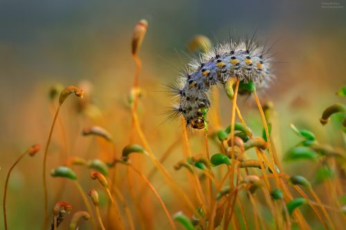 Поедатель мха