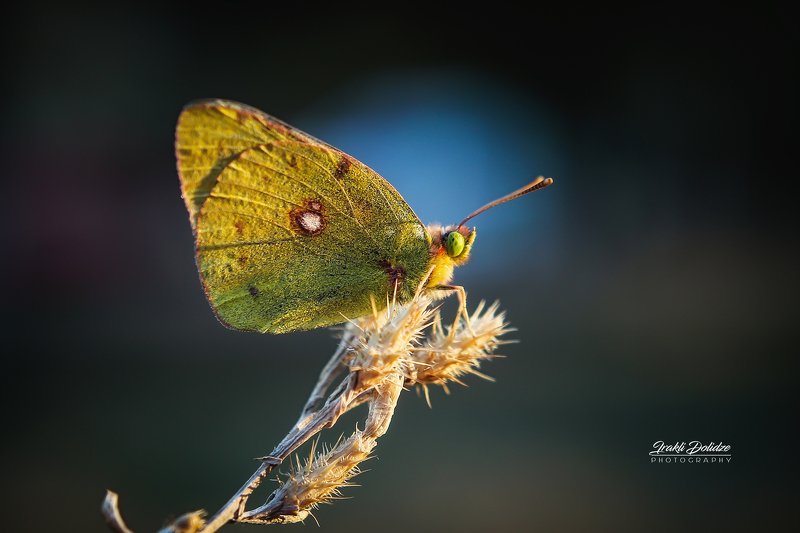 butterfly, yellow, nature Yellow butterfly - Colias croceus фото превью