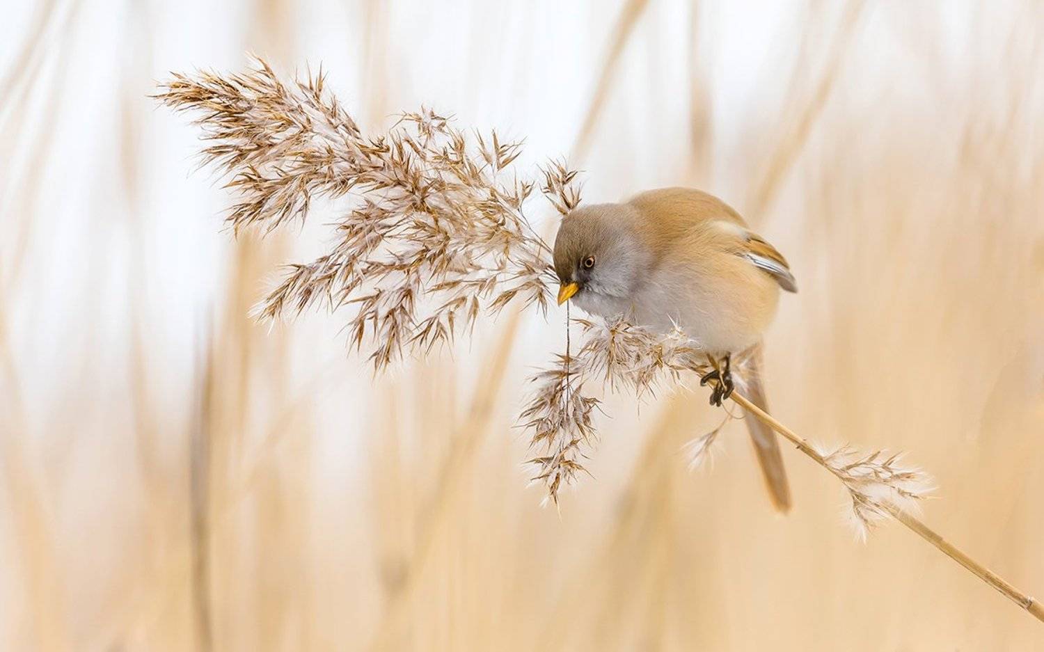 птица, дикая птица, орнитология, дикая природа, фотоохота, синица, усатая синица, Victor Dubinkin