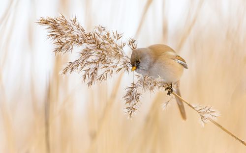 Усатая синица. Барышня.