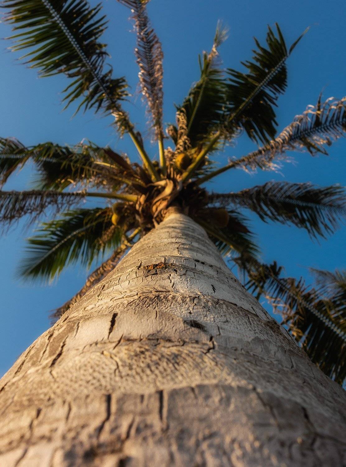 пальма, Gunter Graiss