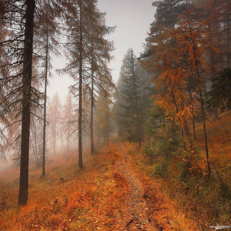 swiss, Матвеев Николай