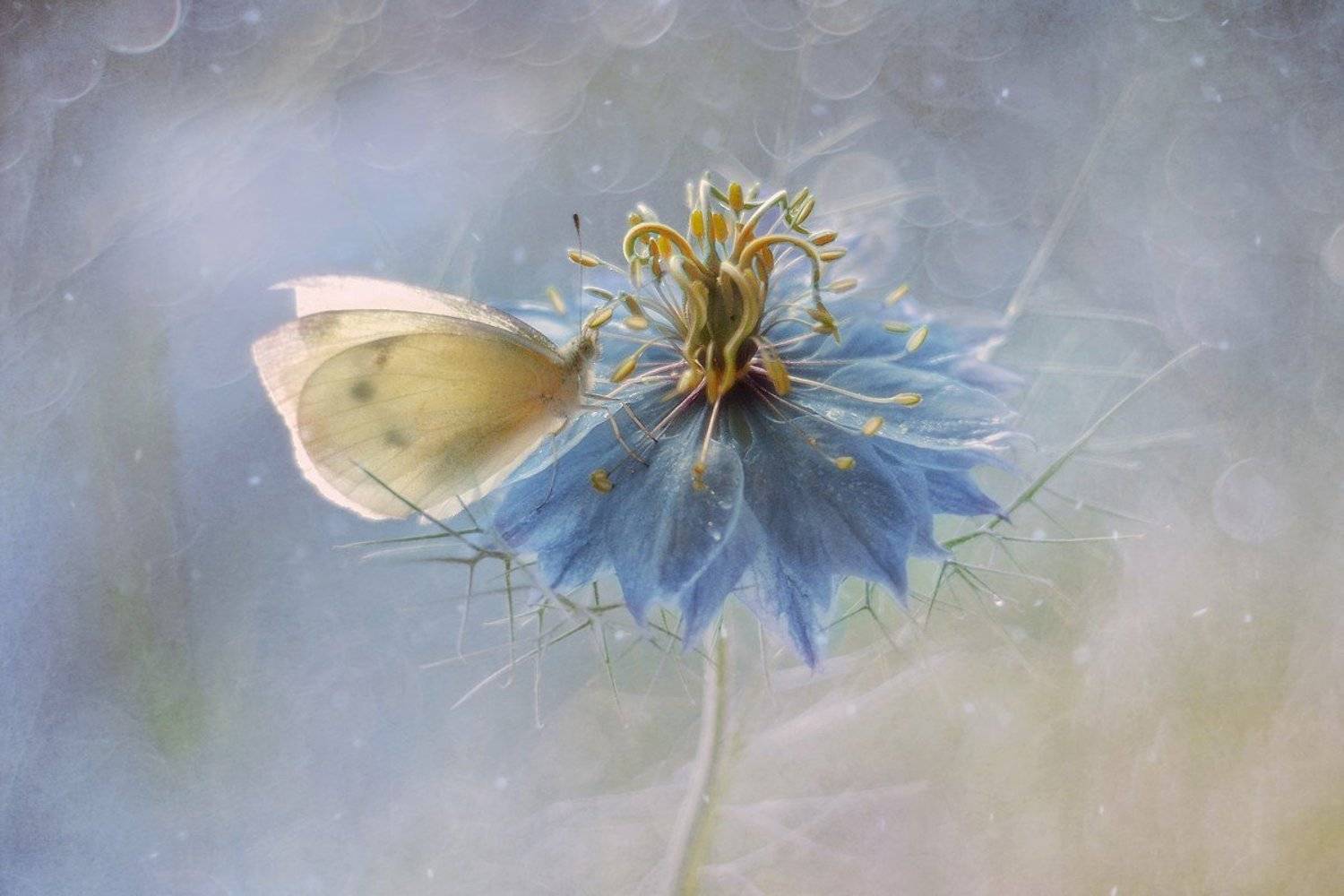 macro, butterfly, flower, Iwona Sikorska