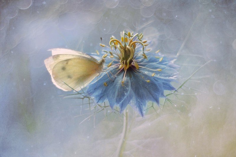 macro, butterfly, flower Butterfly фото превью