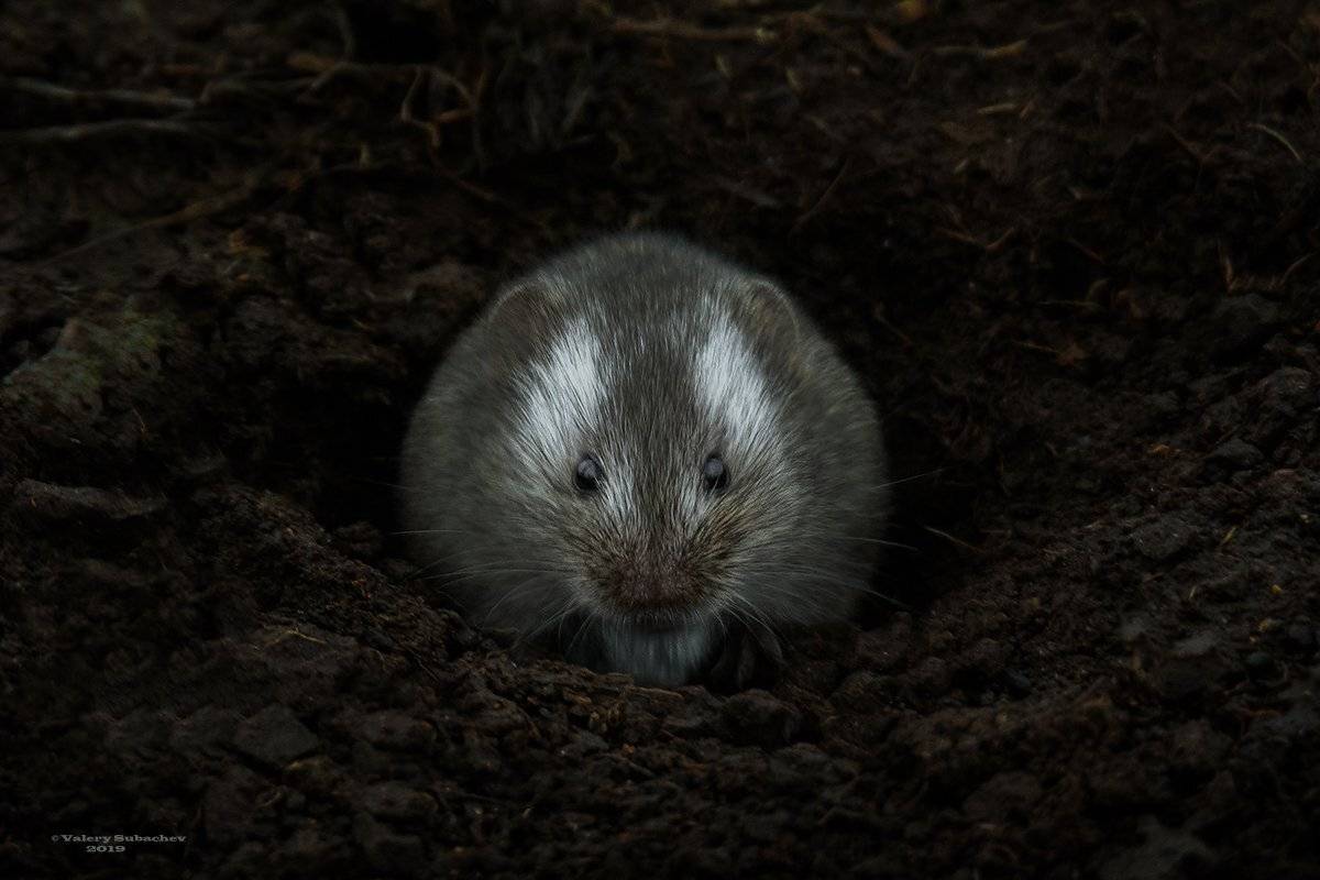 , Валерий Субачев