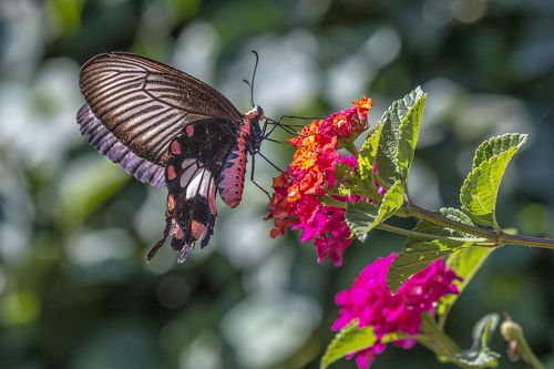 Beautiful butterfly in the garden
