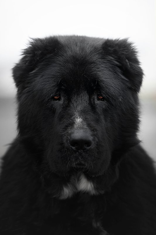 сао, алабай, среднеазиатская овчарка Grand фото превью