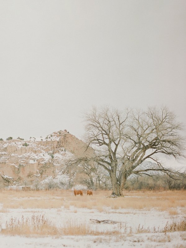 travel, newmexico, film, analogue, filmphotography, contax645, fuji400h Somewhere in New Mexico фото превью