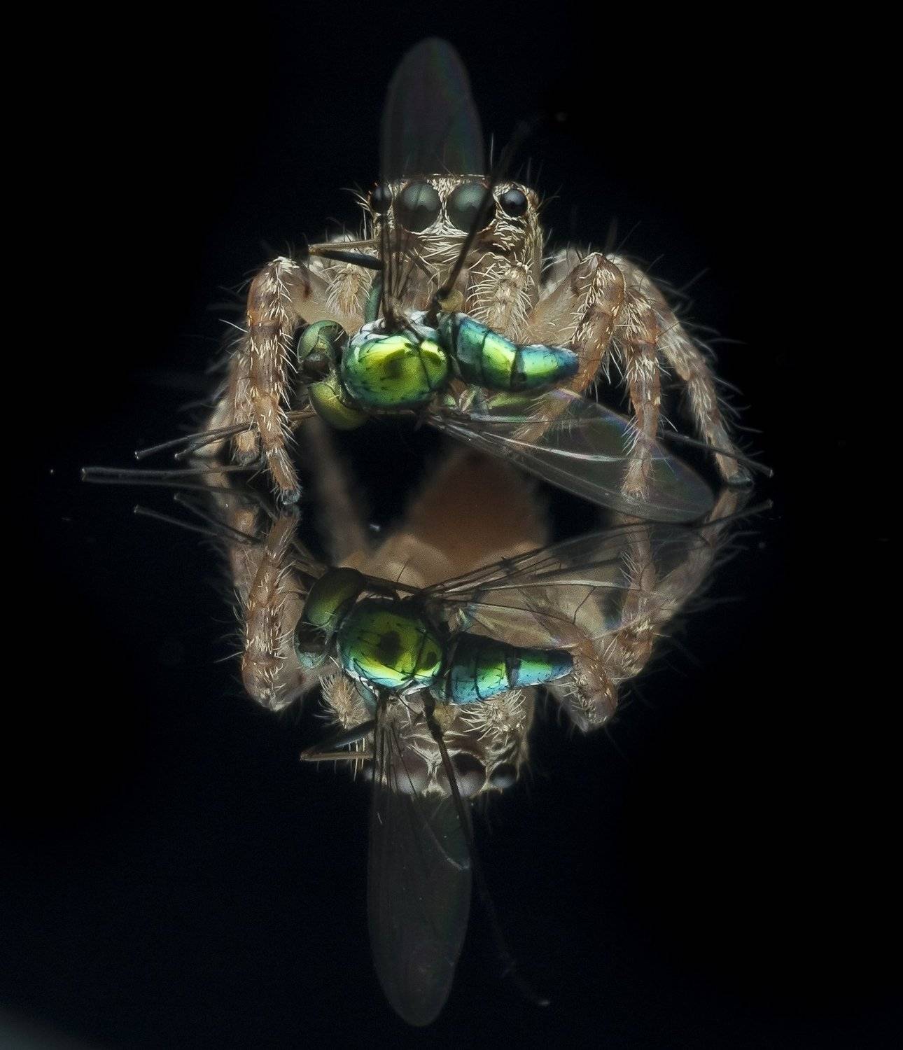 #spider#prey#reflection#colors, Choo How Lim