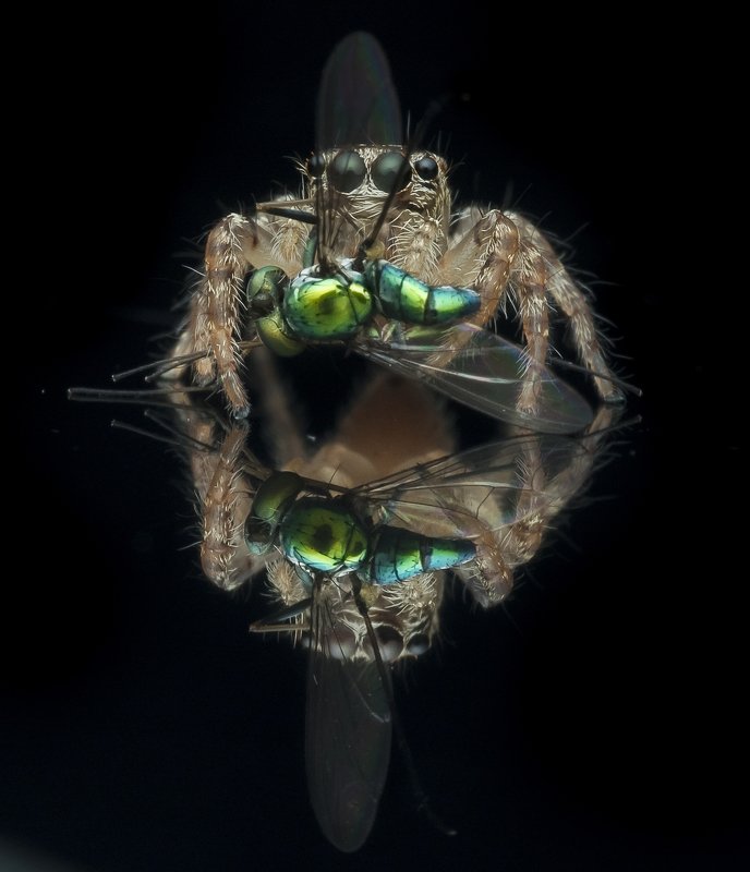 #spider#prey#reflection#colors Reflection фото превью