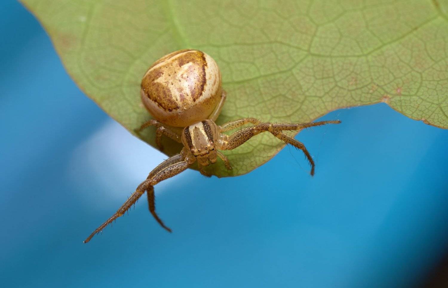 , Сергей Харитон