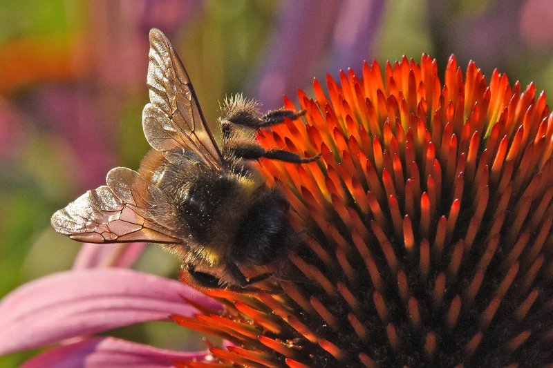 макро,природа,насекомые шмель фото превью