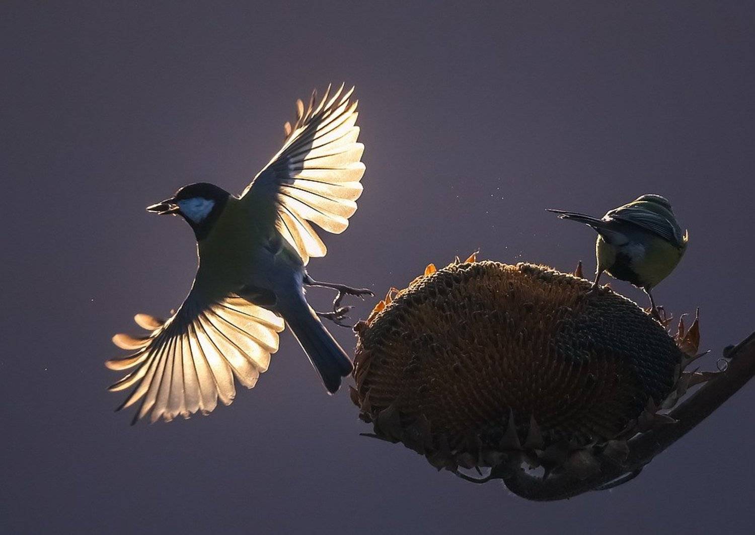 , Вячеслав Мищенко