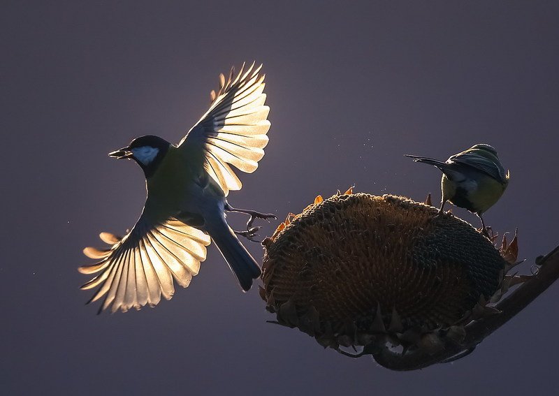 *** фото превью