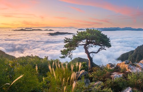 The lonely tree