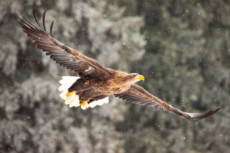 Sea Eagle фото превью