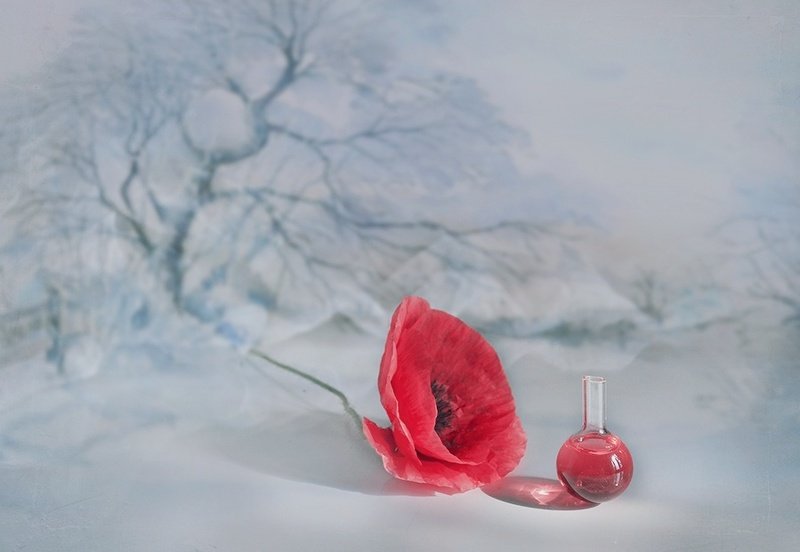 Зима лето холодно тепло снег маки улыбка любовь  Летний эликсир фото превью