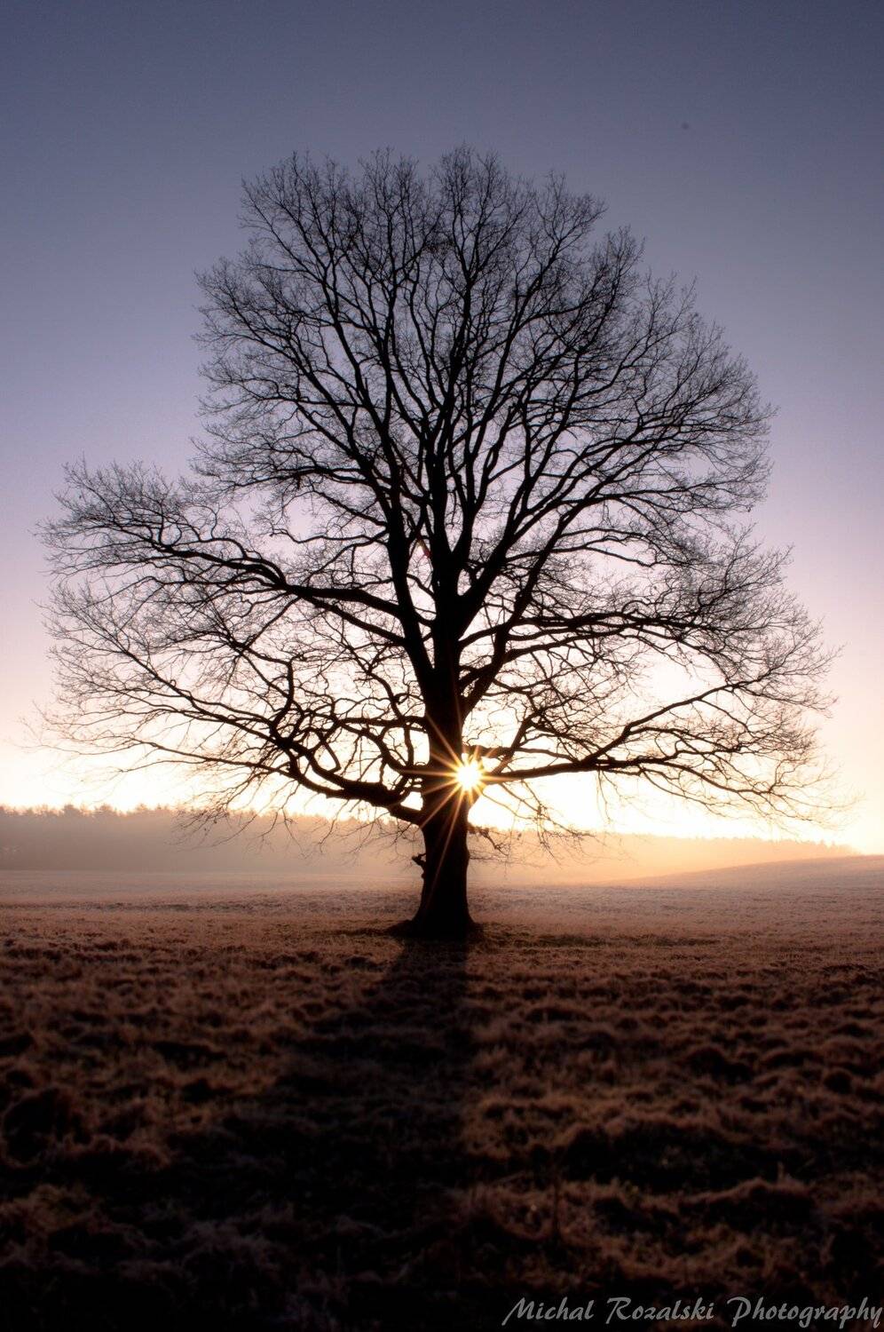 tree, ,sunlight, ,sunrays, ,sunrise, ,foggy, ,misty, ,spring, ,season, ,, Michal Rozalski