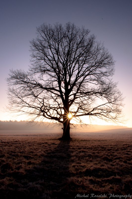 tree, ,sunlight, ,sunrays, ,sunrise, ,foggy, ,misty, ,spring, ,season, , Heart of the tree фото превью