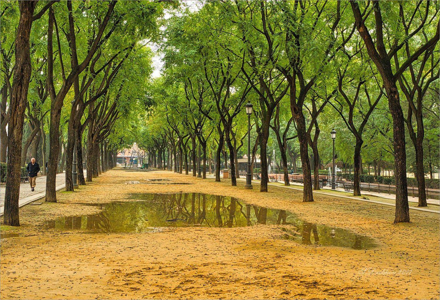 парк, осень, лужа, зелень, деревья, Sergey Drobkov