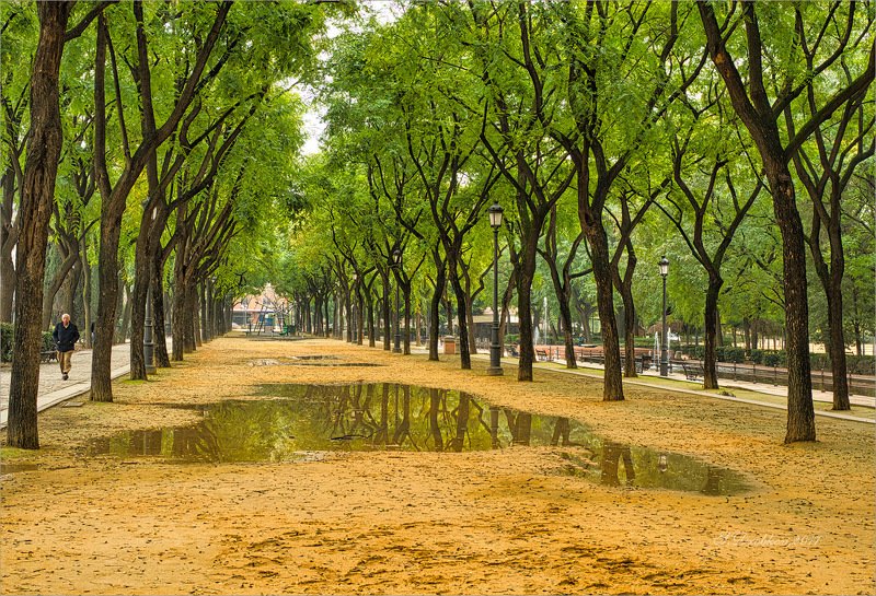 парк, осень, лужа, зелень, деревья Осень фото превью