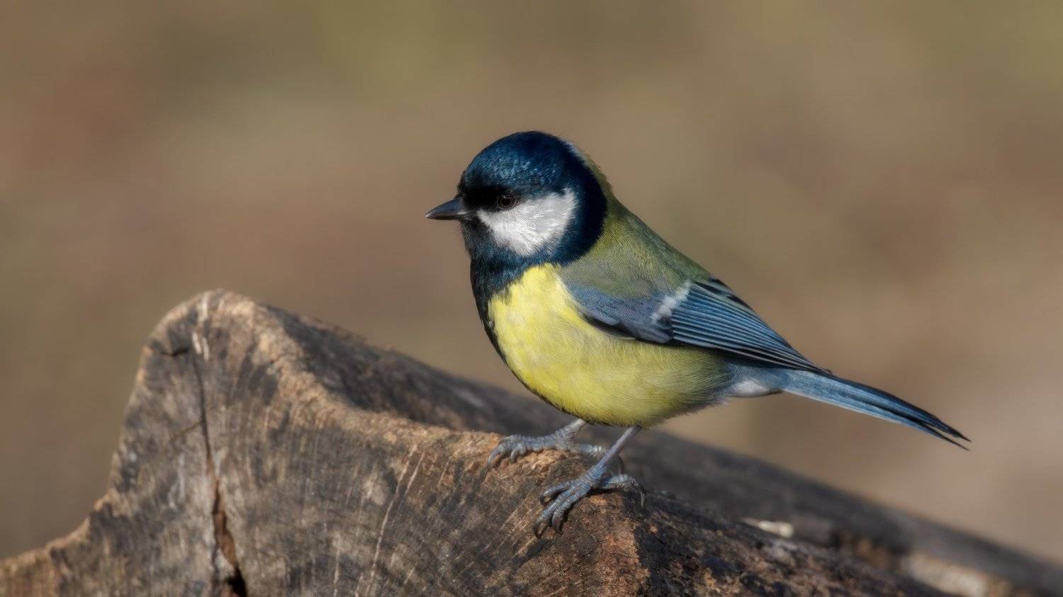 , Alexander Plekhanov