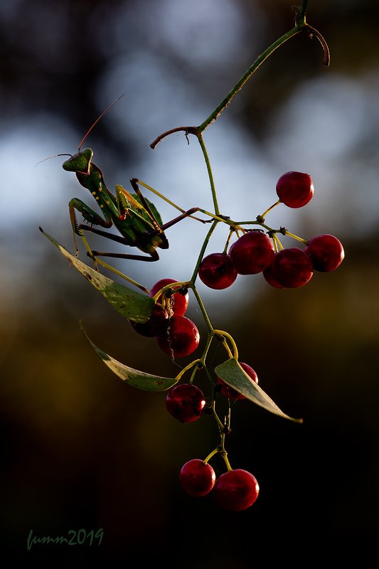 ВСТРЕЧА фото превью