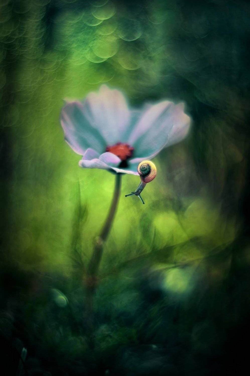 snail, macro, green, bokeh, pentacon, Iwona Sikorska