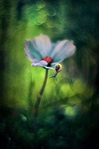 Snail