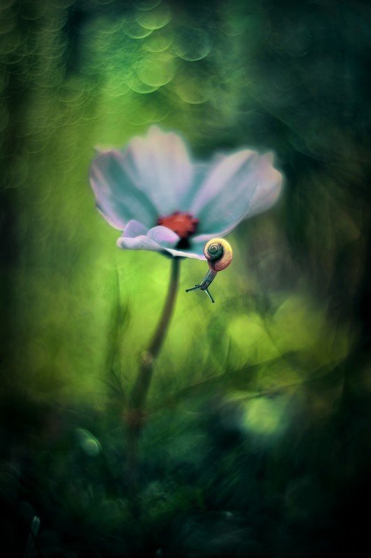 snail, macro, green, bokeh, pentacon Snail фото превью